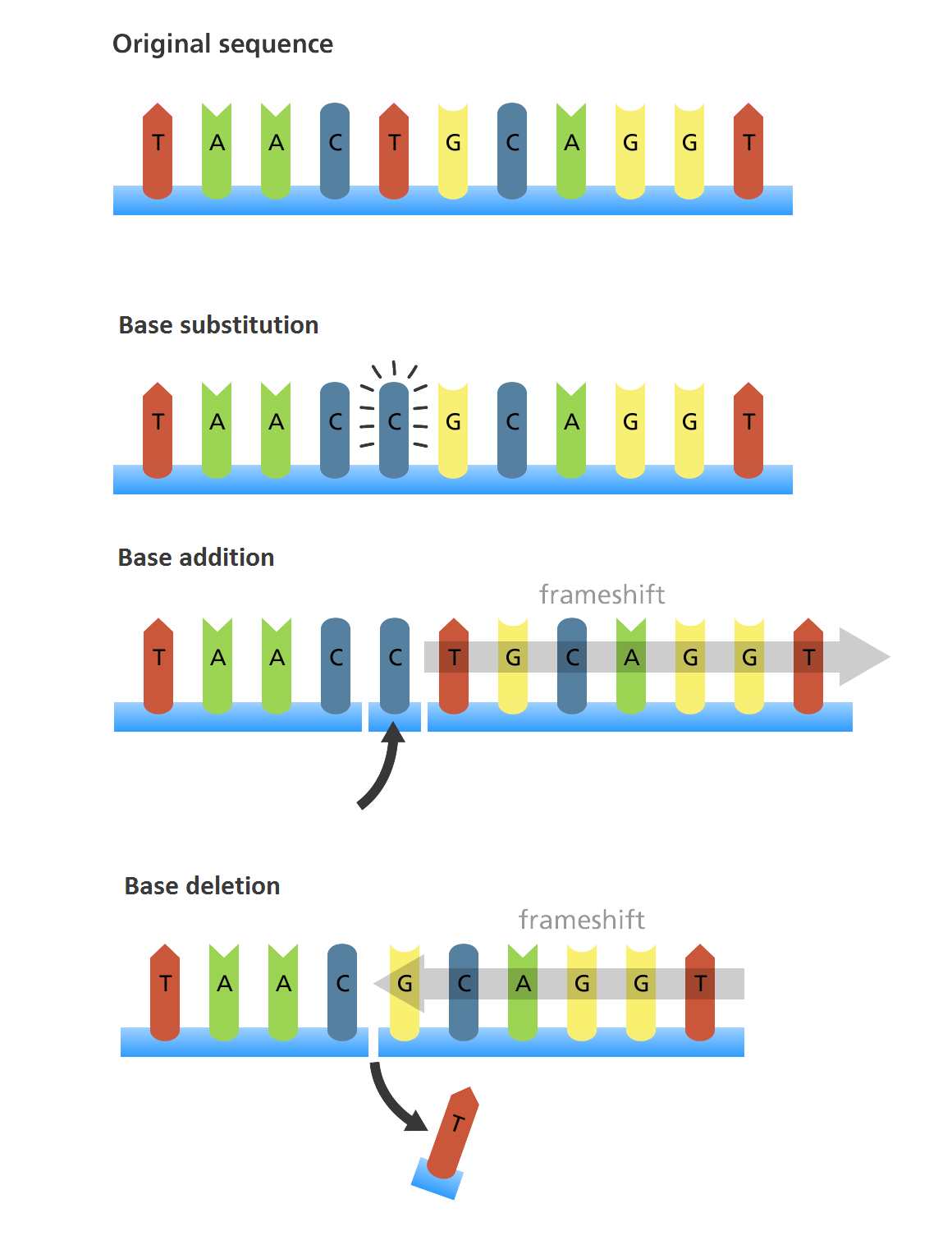 /coolneng/bachelor-thesis/media/commit/0ca89ef0f64a448cbddf395ab21ed731343da201/assets/figures/dna_mutations.png