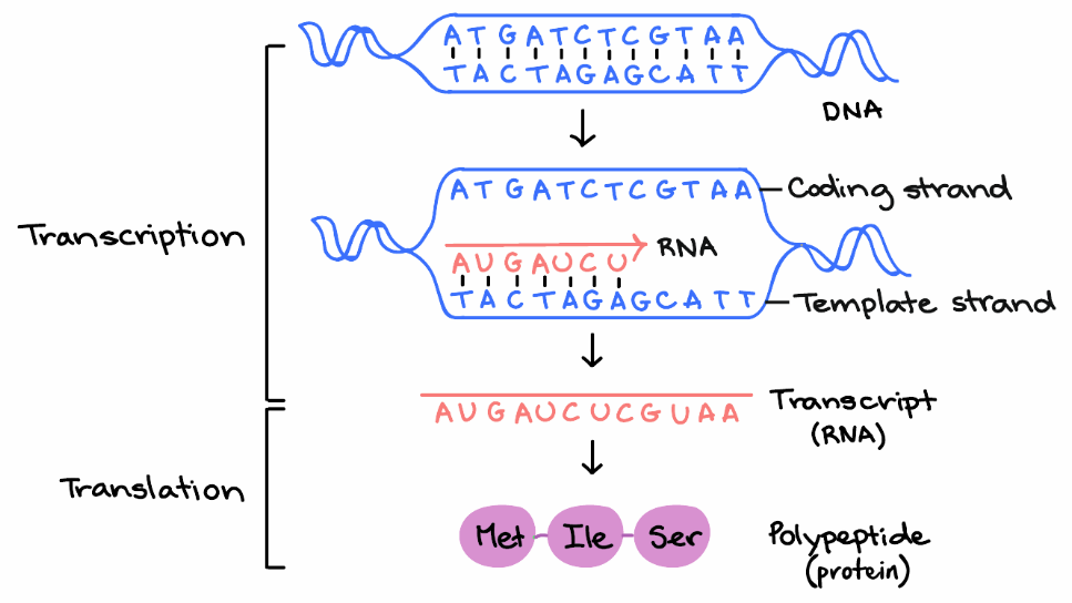 /coolneng/bachelor-thesis/media/commit/154f7deb243772e36e25af29f5306eee5cc86d71/assets/figures/central-dogma.png