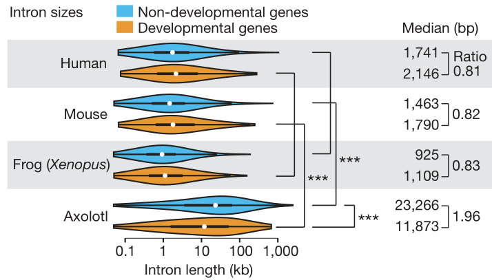 /ugent/cartoon-biology/media/branch/master/assets/introns.png